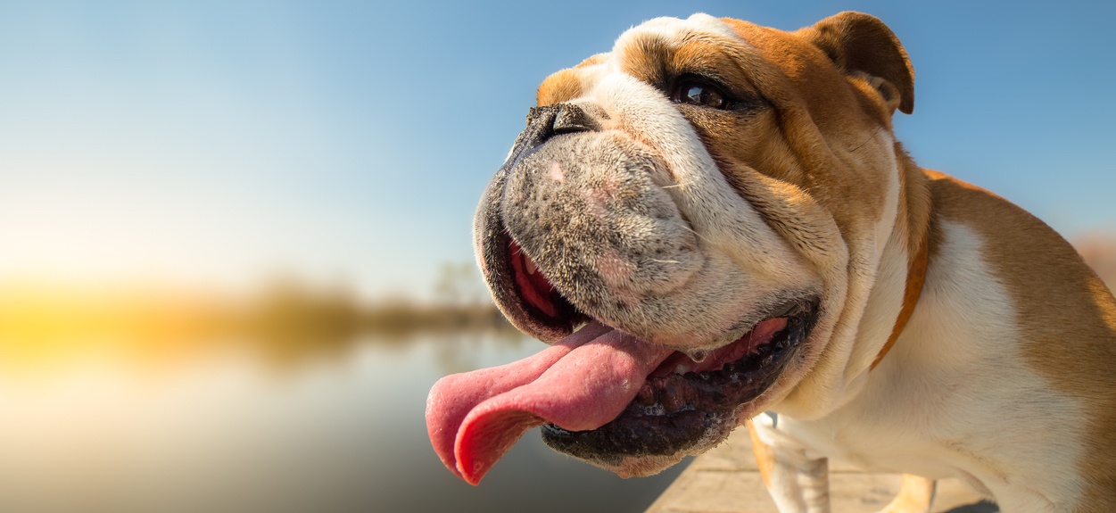 THE MCENANY BULLDOG 
